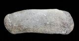 Hadrosaur Finger Bone - Alberta (Disposition #-) #71714-1